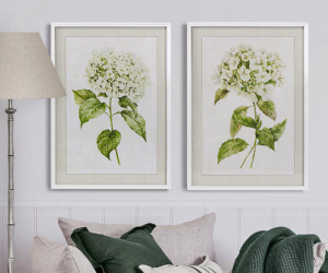 Snowball Hydrangea I Framed Print