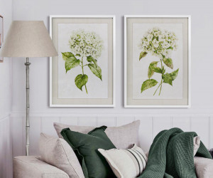 Snowball Hydrangea I Framed Print