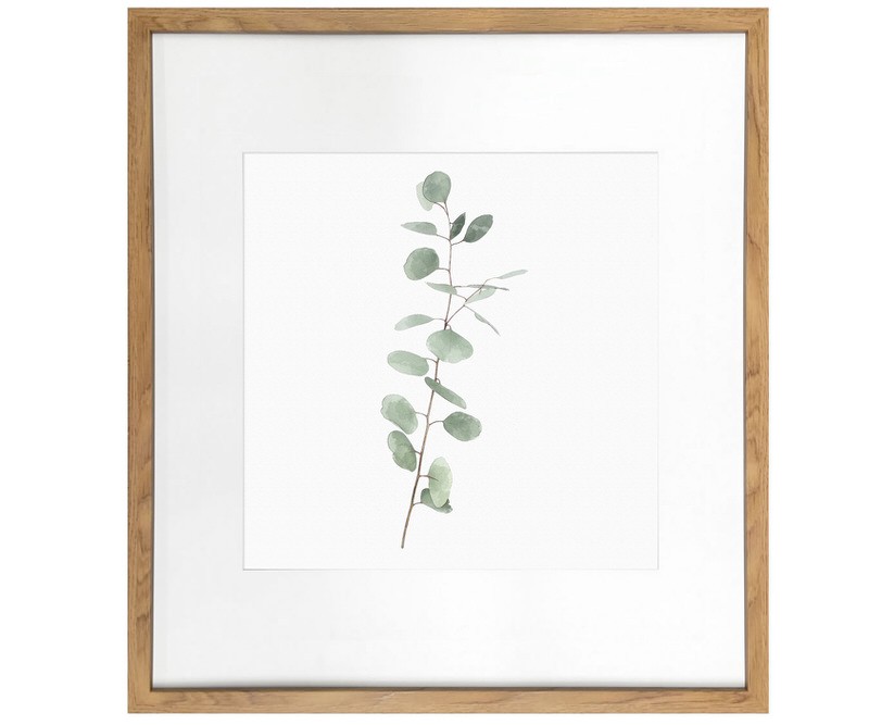 Kendale III Eucalyptus Botanical Print - Framed