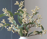 Set 3 Lytton Cream Bud Eucalyptus Stems