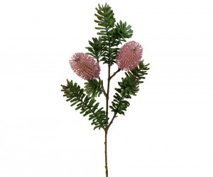 Set 2 Bancroft Pink Banksia Flower Stems