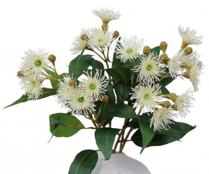 Set 3 Bowral Cream Eucalyptus Flower Stems