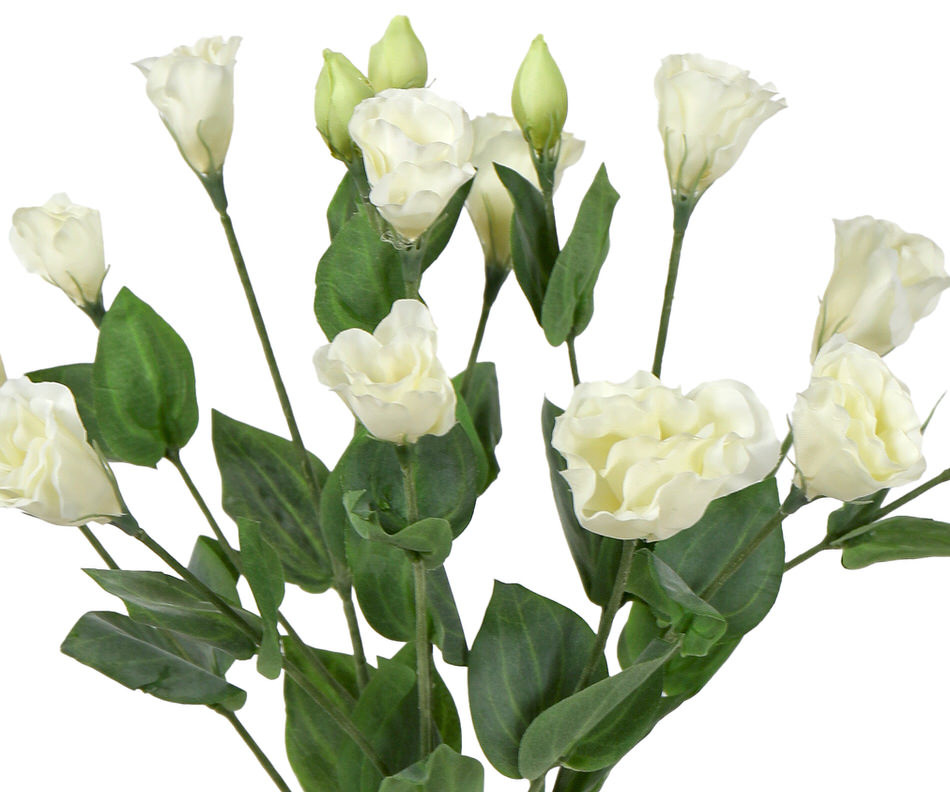 Cream Lisianthus Flower Stem