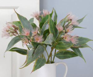 Set 3 Braemar Pink Eucalyptus Flower Stems