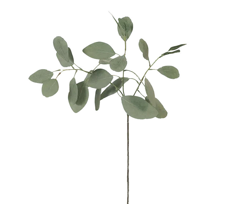 Set 3 Berrima Eucalyptus Stems - Silver Dollar