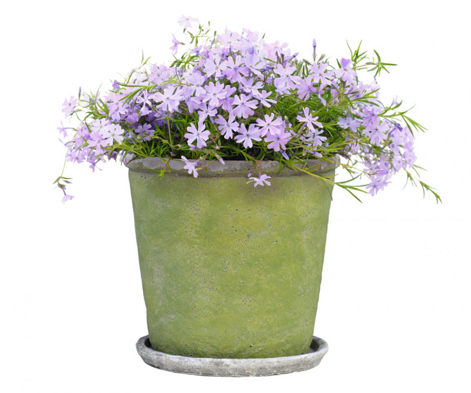 Large Harrington Green Taper Plant Pot