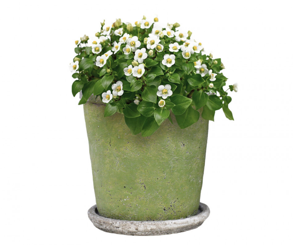 Small Harrington Green Taper Plant Pot