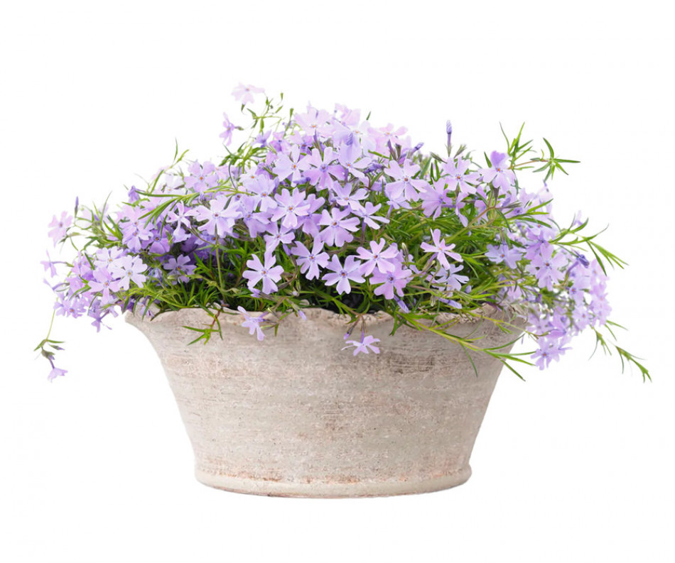 Shallow Penshurst Wave Plant Pot