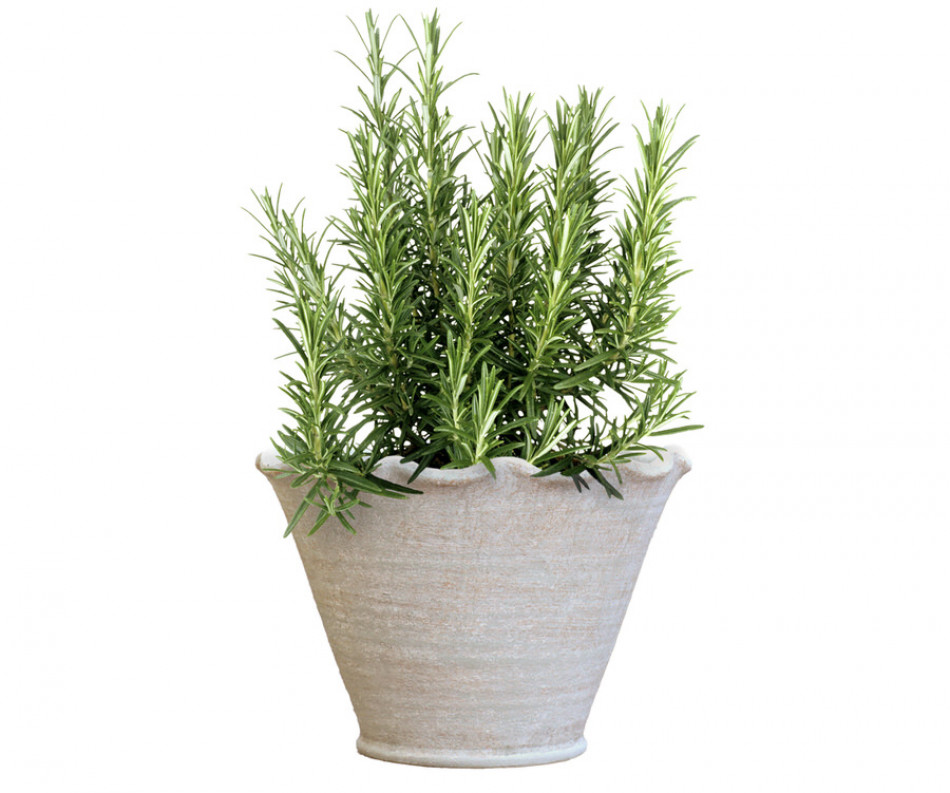 Large Taper Penshurst Wave Plant Pot