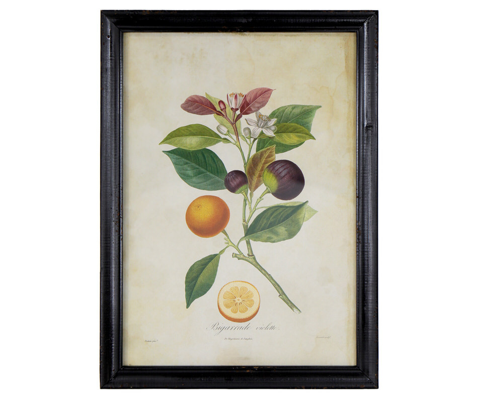 Violette Seville Orange Vintage Botanical Print