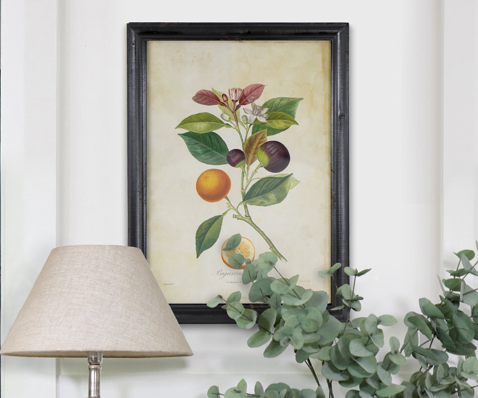 Violette Seville Orange Vintage Botanical Print