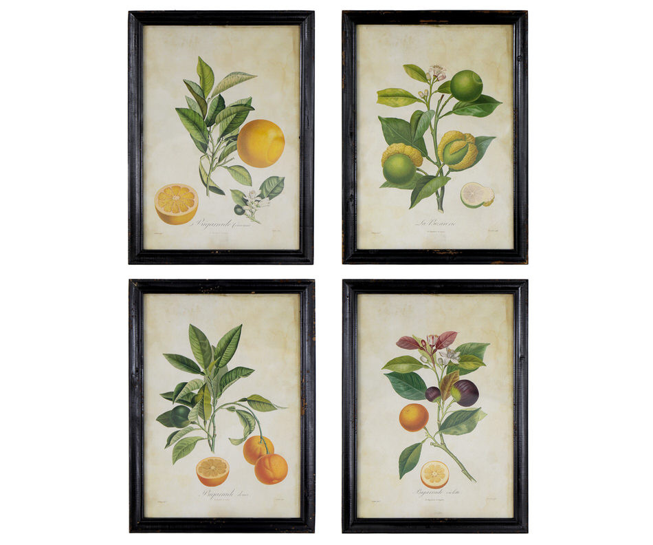 Sweet Seville Orange Vintage Botanical Print