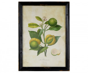 La Bizarerie Limes Vintage Botanical Print