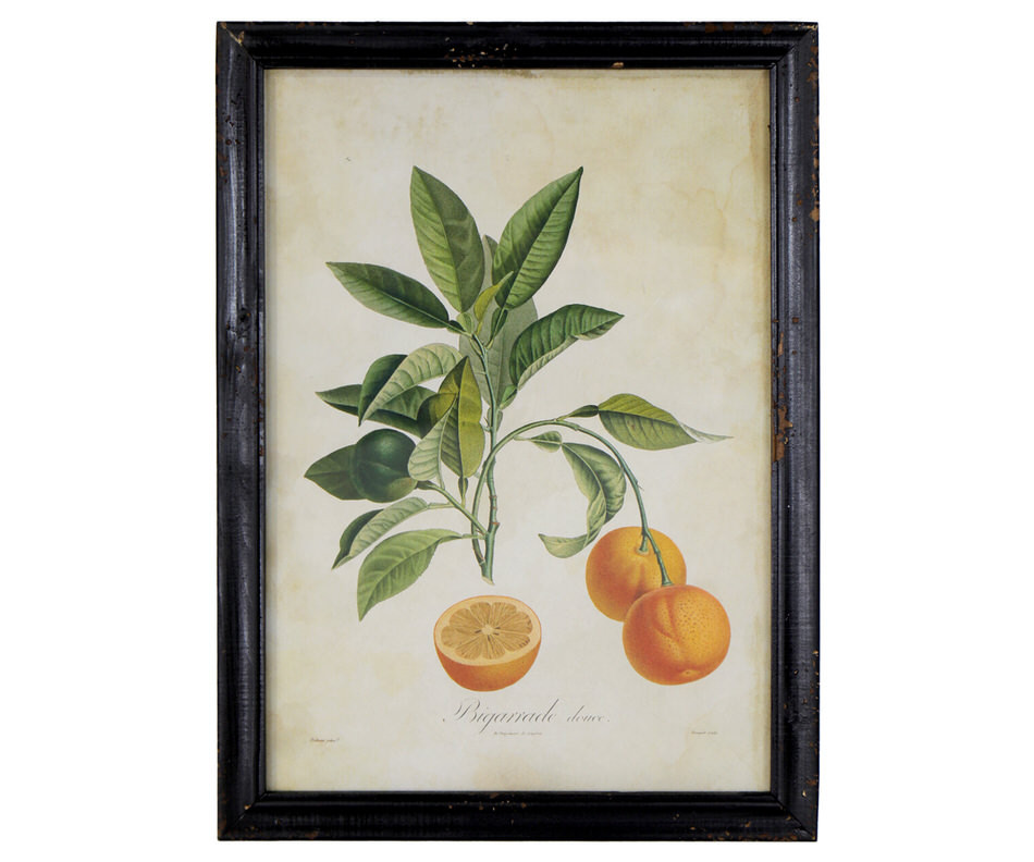 Sweet Seville Orange Vintage Botanical Print