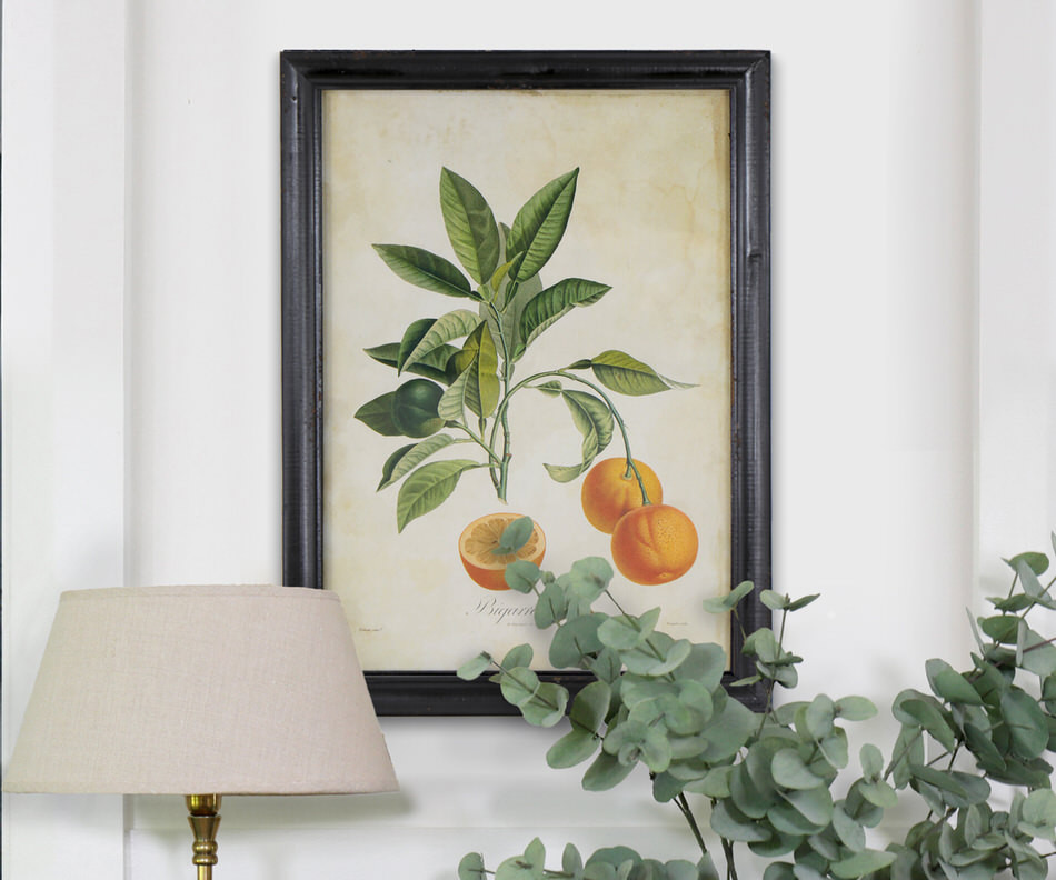 Sweet Seville Orange Vintage Botanical Print