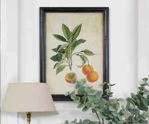 Sweet Seville Orange Vintage Botanical Print