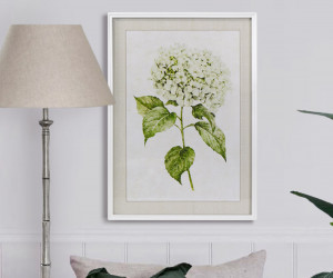 Snowball Hydrangea I Framed Print