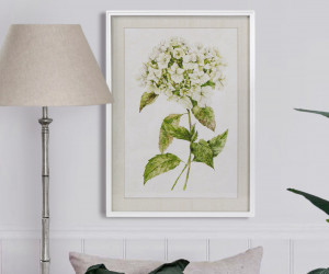 Snowball Hydrangea II Framed Print