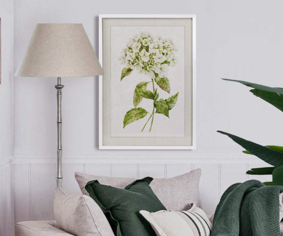 Snowball Hydrangea II Framed Print