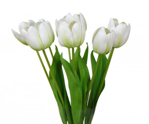 Set 6 Tall White Tulip Stems