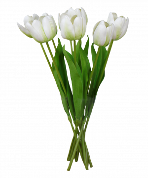 Set 6 Tall White Tulip Stems