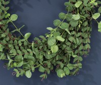 Evergreen Christmas Wreath